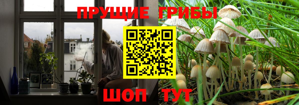 Псилоцибиновые грибы Psilocybe Новоуральск